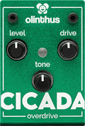 Cicada
